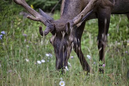 加拿大野牛荒野动物鹿角男性公园哺乳动物野生动物图片