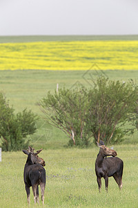 加拿大野生动物荒野棕色场地驼鹿动物哺乳动物高清图片