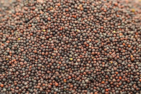 印度棕色芥末种子作为背景纹理文化植物芸苔团体调味品油菜籽药品粮食美食香料图片