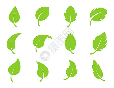 生态叶绿色矢量标志平面图标集 孤立在白色背景上的叶子形状 生物植物和树木花卉森林概念设计图片
