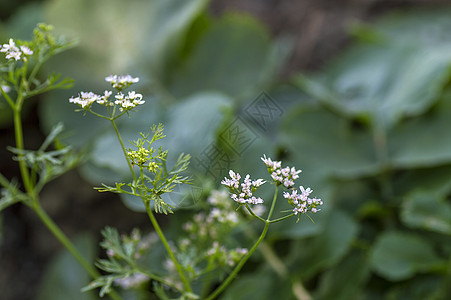 特写农场田里的植物上的Coriander鲜花土地草本植物蔬菜种子芫荽场地花园沙拉饮食栽培图片