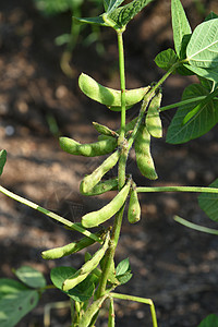 黄豆绿豆农耕田绿豆新鲜植物种植园花园农业土壤农场地面毛豆叶子植物学衬套背景