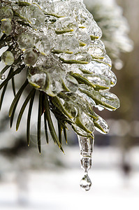 春天 冰柱 融化的冰雪 在冰中的绿色纤维树枝和D冻结冷杉冰川天气雪滴水滴分支宏观弹簧预报背景图片