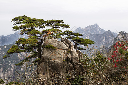 飞来石岩石中的树背景