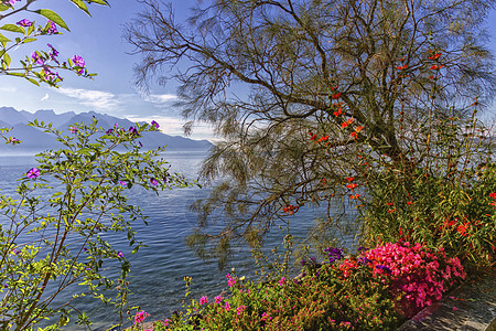 瑞士蒙特勒日内瓦莱曼湖旁边的植物和鲜花 瑞士蒙特勒图片