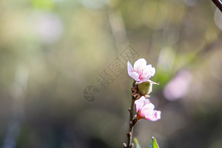 泰国清迈的樱花花花朵开花土井花园寺庙樱花痤疮植物木头蓝色红斑场景图片