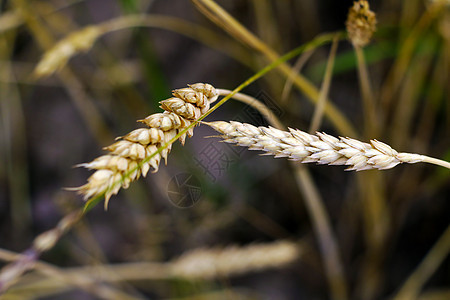 天空下小麦的金耳朵 对田野轻轻地关注稻草土地收成太阳国家生长玉米粮食谷物培育图片