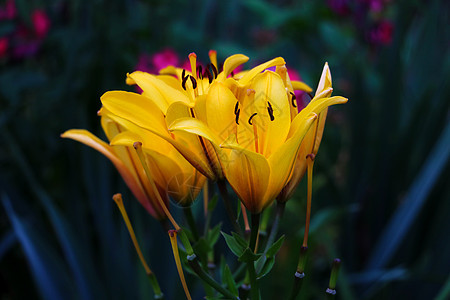 新鲜彩色百合花 自然 鲜花图片