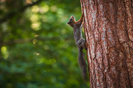秋天公园里奇怪的红松鼠头发木头栗鼠毛皮眼睛松鼠动物公园野生动物尾巴图片