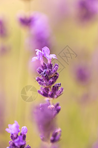 夏天在熏衣草地的紫色芳香花朵中 紧贴着白菜紫色芳香花的耳朵太阳植物群农业草本植物灌木丛蓝色园艺香气农村花园图片