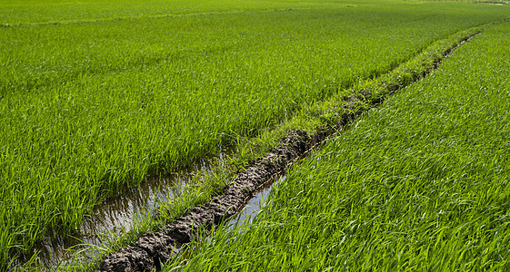 白天的绿色稻田 水稻的收获 水季和灌溉中美丽的稻田梯田 农业环境植物群文化栽培粮食土地草地农村太阳场景图片