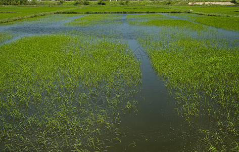 白天的绿色稻田 水稻的收获 水季和灌溉中美丽的稻田梯田 农业蓝色植物群植物文化收成草地食物农场粮食阳光图片