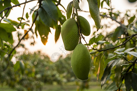 树上的芒果树上的青芒果 生长在亚洲领域的芒果树 芒果果树种植园 美味的水果富含维生素阳光营养异国甜点花园食物环境饮食收成农业背景
