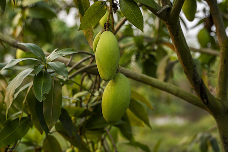 树上的芒果树上的青芒果 生长在亚洲领域的芒果树 芒果果树种植园 美味的水果富含维生素植物天空季节甜点热带营养农业农场叶子异国背景
