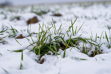 麦田在冬季被雪覆盖 冬小麦 绿草如茵 雪下的草坪 在寒冷中收获 为面包种植粮食作物 与庄稼文化的农业过程农场生长晴天天气土地地球图片