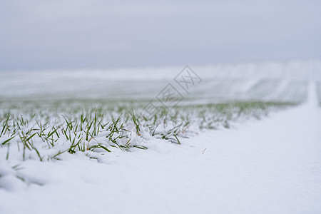 麦田在冬季被雪覆盖 冬小麦 绿草如茵 雪下的草坪 在寒冷中收获 为面包种植粮食作物 与庄稼文化的农业过程叶子环境冬粮农村植物谷物图片