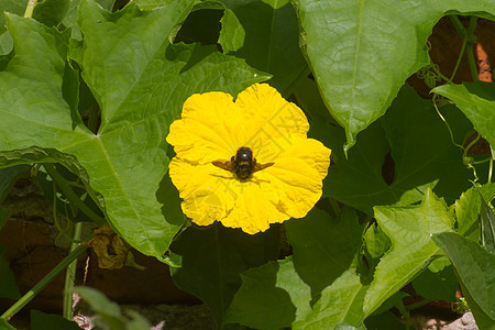 乳草或蔬菜海绵的男女花朵草本植物花园黄色花粉雄花园艺植物群雌花金子图片