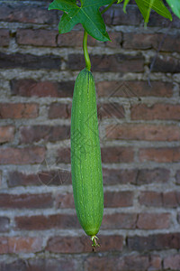 被称为蔬菜海绵的有机Luffa种植园农业绿色花园雌花栽培黄瓜伊蚊植物水果卫生图片