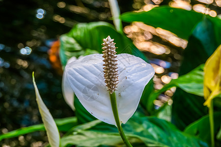 白色和平百合 来自美洲的广受欢迎的西班牙花朵 热带植物种图片