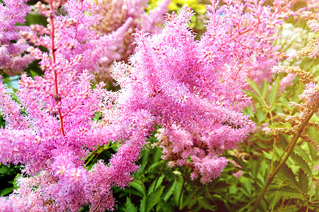 达尔文梦 植入一幅盛开的背景 有选择的焦点植物学公园紫色花园叶子栽培衬套场地活力花瓣图片