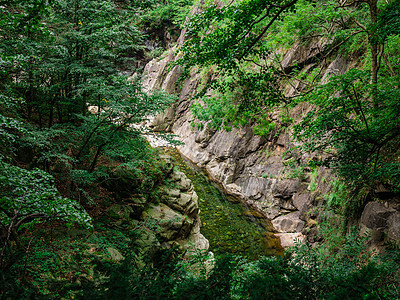 意大利皮埃蒙特的里奥瓦尔格兰德树木公园假期高山旅游风景灌木丛爬坡远足森林图片