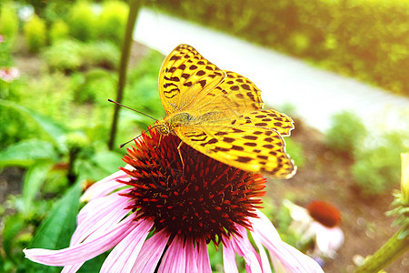 花朵上美丽的蝴蝶 在花园里多彩的花朵上野生动物动物群环境叶子动物花瓣君主植物宏观橙子图片
