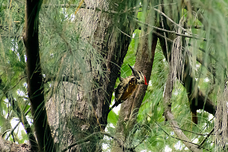带褶皱的啄木鸟 最引人注目的森林鸟类 体型如乌鸦 黑色 脖子上有醒目的白色条纹 在寻找猎物时有火红色的冠饰 木蚁在木头上打洞树梢图片