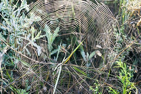一个大蜘蛛在他的蜘蛛网蛛网动物森林蓝色陷阱环境农村场地网络照片图片
