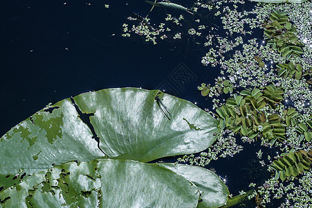 和一些在湖中生长的水植物鸭草叶 照片是在晚上拍摄的图片