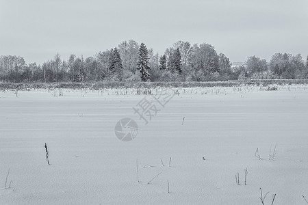 冬季大自然的美丽草地雪堆场地云杉荒野木头植物季节天空环境图片