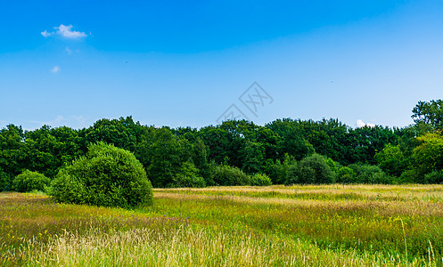 美丽的草地 树木繁茂 自然景观在 melanen Halsteren 荷兰图片