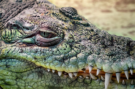 鳄鱼头闭在黄色背景上獠牙动物捕食者手表野生动物绿色皮革鳄鱼头牙齿热带图片