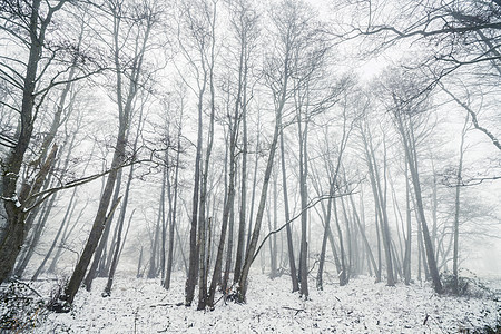 寒冬在森林中 林林里有芭蕾树图片