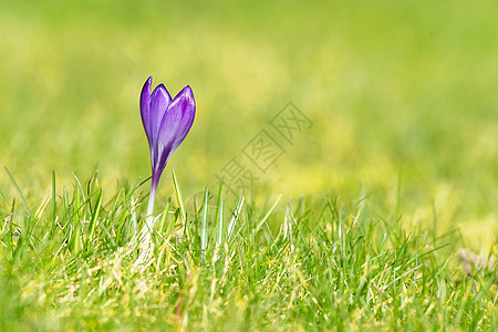 绿色草坪上的紫花朵图片