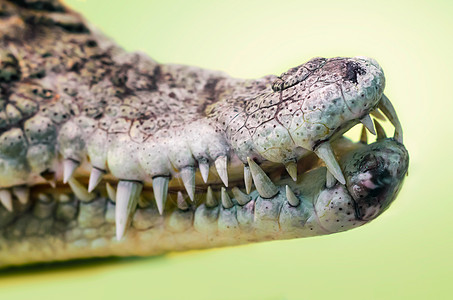 嘴张开的鳄鱼口 有尖尖的尖牙 紧闭着危险捕食者异国情调爬虫牙齿黄色鳄鱼头打猎绿色图片