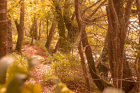 清凉风景林中清凉秋天的风景主题背景概念背景