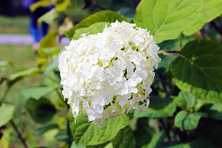 一束白色绣球花在早晨的花园和绿色背景中绽放灌木植物群植物白花乔木季节香气问候语园艺花瓣图片