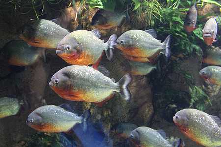 一群食人鱼在水中便便动物群野生动物红色食肉热带淡水动物荒野大腹图片