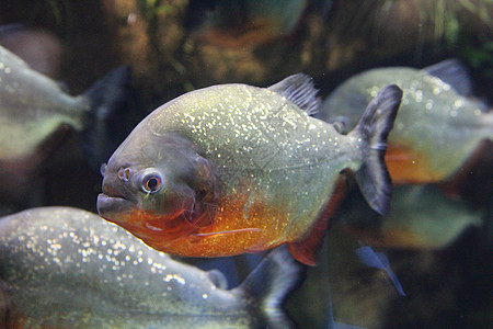 一群食人鱼在水中大腹热带动物群危险捕食者便便淡水野生动物生活红色图片