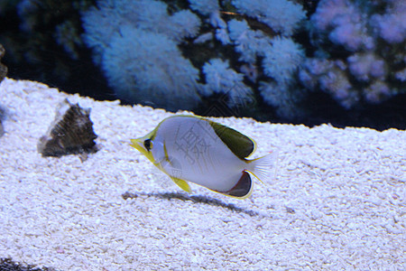 一大群不同颜色的鱼自然动物蓝色鲤鱼热带海洋水族馆黑色潜水白色图片