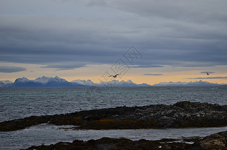 海鸥在挪威北部日落前猎捕海鸥高清图片