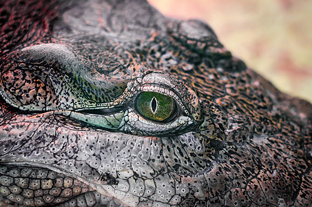 鳄鱼头被隔离 在黄色背景上闭紧荒野危险鳄鱼捕食者情调动物皮肤热带绿色野生动物图片