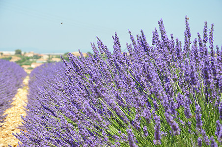 前往法国南部的普罗旺斯 熏衣草文化旅游小麦蓝色全景农村蜜蜂村庄紫色薰衣草向日葵图片