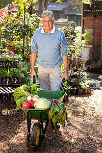 园丁肖像 将有机蔬菜装在花园的手推车上图片