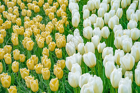 花园的郁金香花朵植物植物群园林绿化白色植物学黄色环境植物园园艺图片