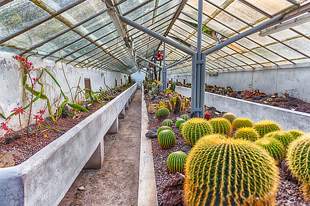 在一个温室中种植仙人掌和苏养植物花园植物群沙漠肉质生长销售市场叶子植物学园艺图片