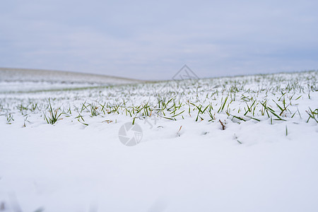 麦田在冬季被雪覆盖 冬小麦 绿草如茵 雪下的草坪 在寒冷中收获 为面包种植粮食作物 与庄稼文化的农业过程土地地平线场地生长地球食图片