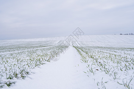 麦田在冬季被雪覆盖 冬小麦 绿草如茵 雪下的草坪 在寒冷中收获 为面包种植粮食作物 与庄稼文化的农业过程食物晴天土地季节阳光场地图片