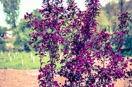 装饰苹果树的红芽马鲁斯尼兹韦茨基亚纳 城市绿化 春天晴天花园季节宏观版税园艺植物紫色叶子海棠图片