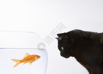 搞笑猫观金鱼一只黑猫盯着金鱼看主题焦虑恶作剧哺乳动物欲望专注鱼缸挫折压力控制背景